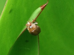 Celyphus difficilis