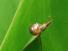 Celyphus difficilis