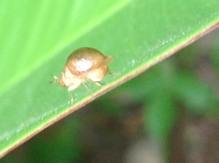 Celyphus difficilis