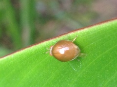 Celyphus difficilis