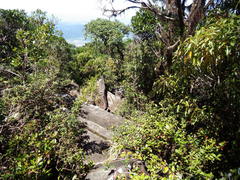 Techmarscincus jigurru