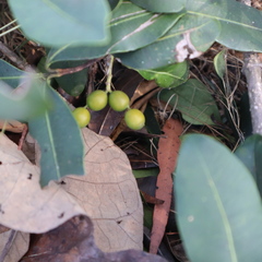 Alyxia spicata