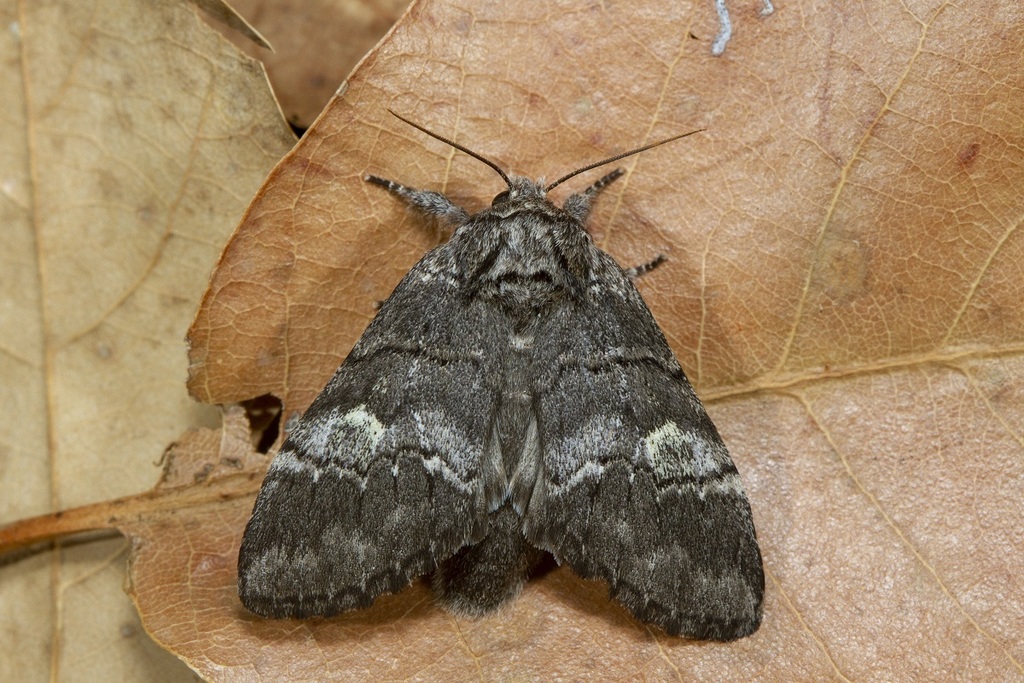 oak marbled brown, photo 1 of 10