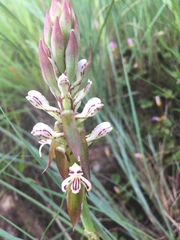 Satyrium cristatum cristatum