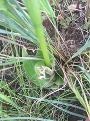 Satyrium cristatum cristatum