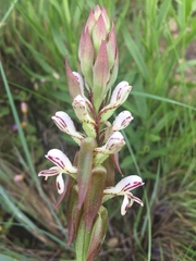 Satyrium cristatum cristatum