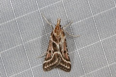 Stemmatophora borgialis
