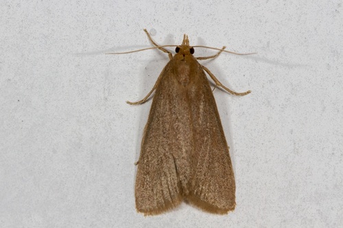 Pseudarenipses insularum