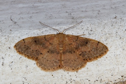 Idaea hispanaria