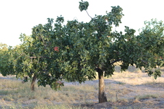 Pistacia vera
