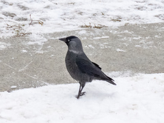 Corvus monedula