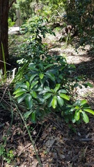 Acronychia oblongifolia