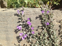 Campanula topaliana delphica