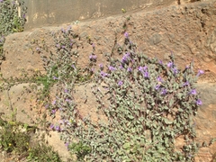Campanula topaliana delphica