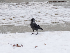 Corvus monedula