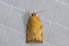 Clepsis siciliana