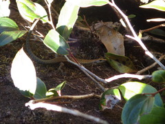 Techmarscincus jigurru