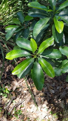 Acronychia oblongifolia