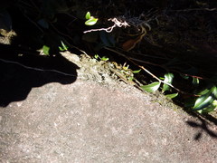 Techmarscincus jigurru