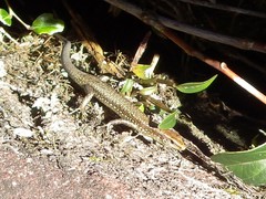 Techmarscincus jigurru