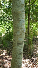 Acronychia oblongifolia