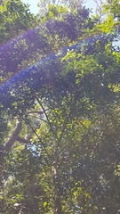 Acronychia oblongifolia