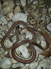Thamnophis proximus rubrilineatus
