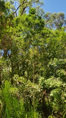 Acronychia oblongifolia