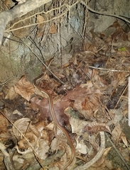 Thamnophis proximus rubrilineatus