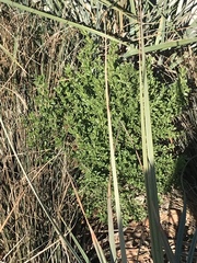 Baccharis pilularis consanguinea