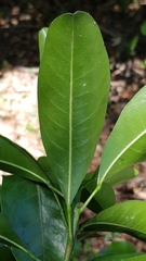 Acronychia oblongifolia