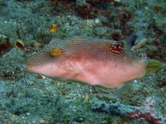 Canthigaster compressa