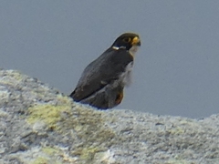 Falco peregrinus macropus