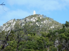 Falco peregrinus macropus