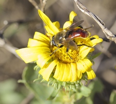 Polydontomyia curvipes