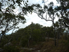 Falco peregrinus macropus