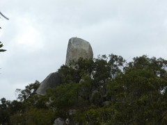 Falco peregrinus macropus