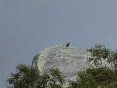 Falco peregrinus macropus