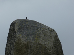 Falco peregrinus macropus