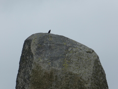 Falco peregrinus macropus