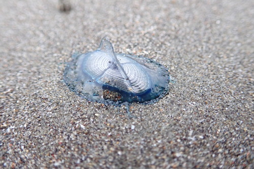 photo of By-the-wind Sailor (Velella velella)