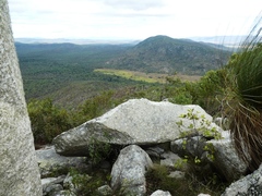 Falco peregrinus macropus