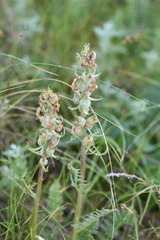 Pedicularis dasystachys