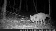 Vulpes vulpes japonica