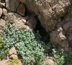 Pseudodictamnus acetabulosus