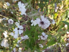 Microbotryum lychnidis-dioicae