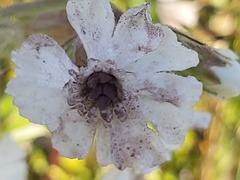 Microbotryum lychnidis-dioicae