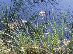 Butomus umbellatus