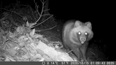 Nyctereutes viverrinus viverrinus