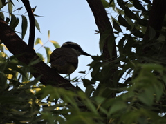 Pitangus sulphuratus